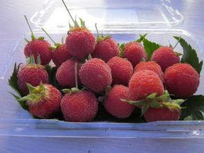 树莓最新爆料,颠覆性创新技术即将亮相